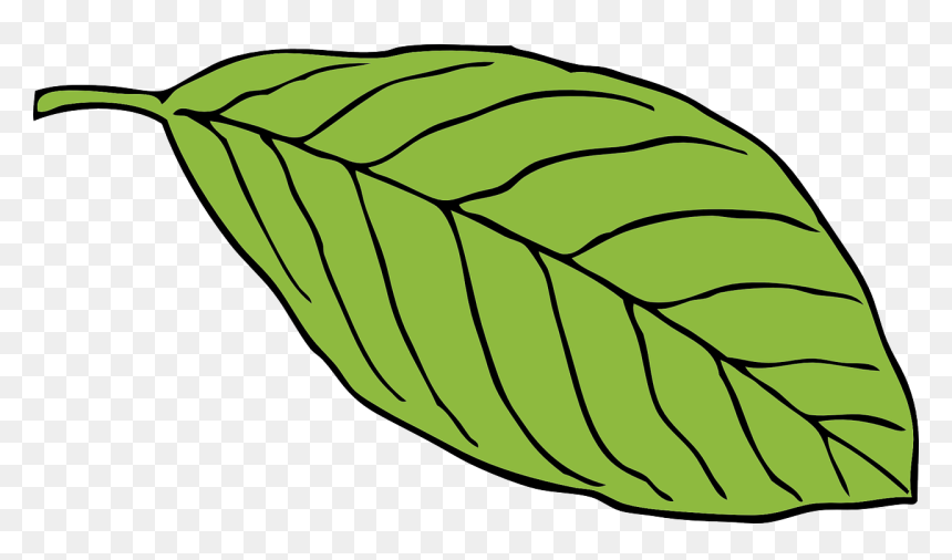 Leaf Clipart Black And White, HD Png Download - oval shape png