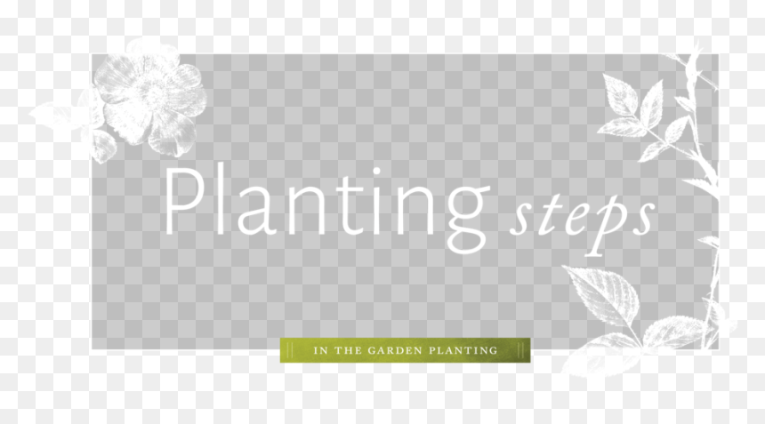 Planting - Portable Network Graphics, HD Png Download - bush plant png