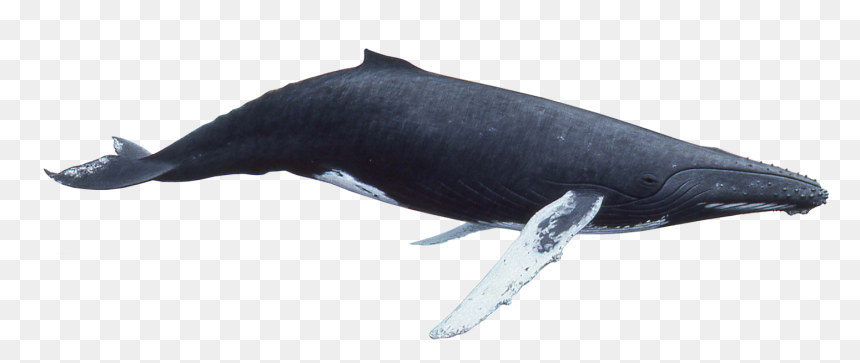 Best Free Whale Png Clipart - Whale Transparent Png, Png Download - whale clipart png