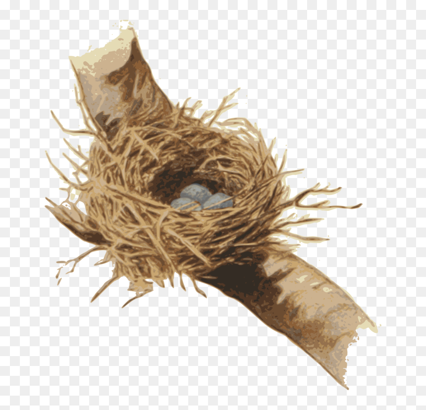 Nest,bird Nest,plant - Nest Clipart, HD Png Download - bird nest png