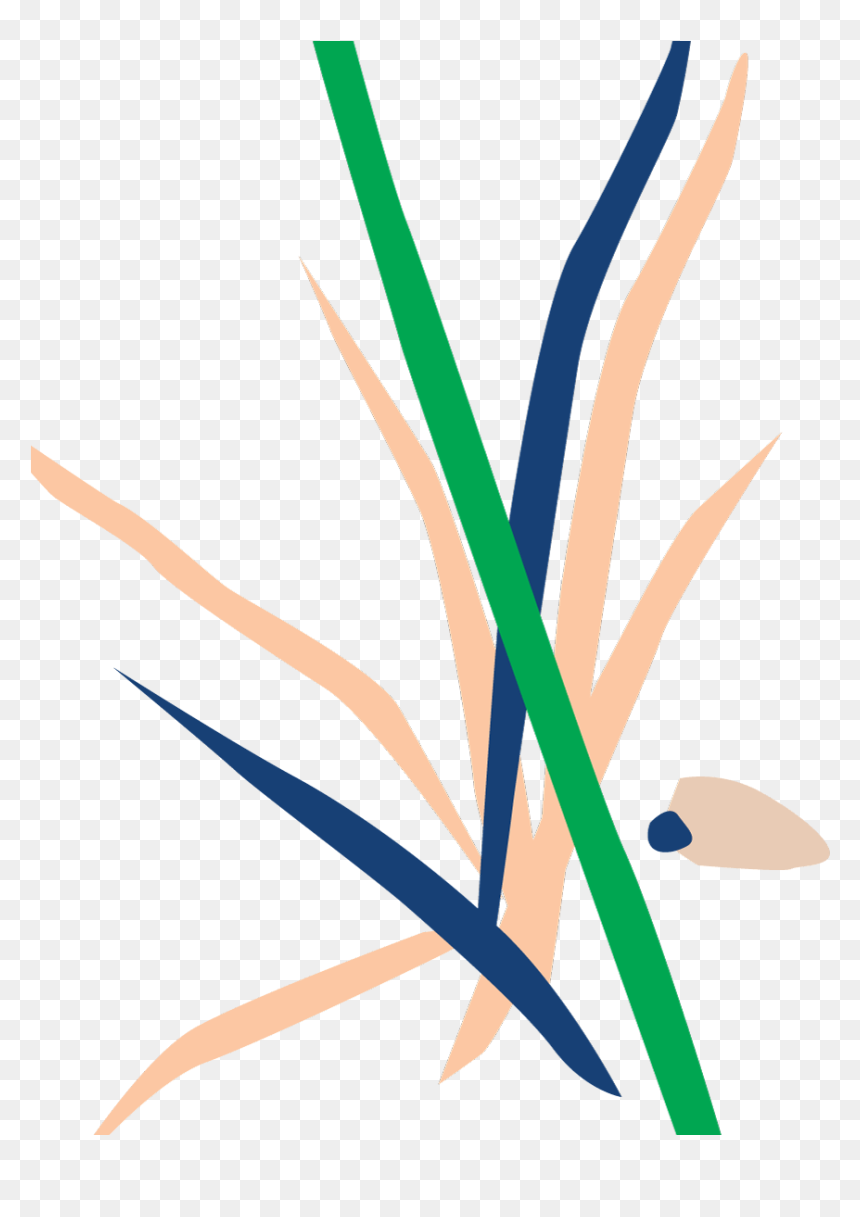 Dracaena, HD Png Download - bush plant png