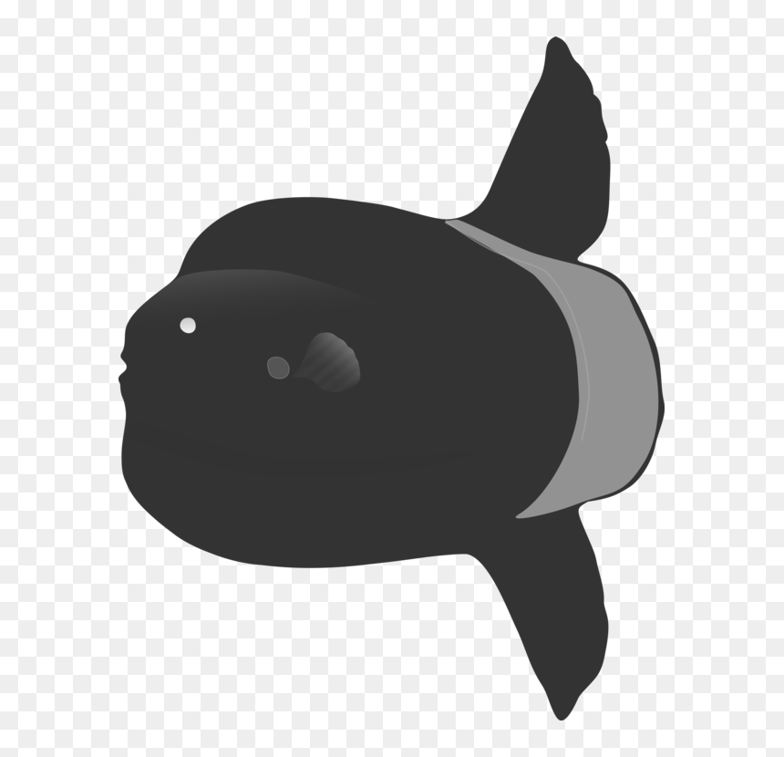 Snout,fish,killer Whale - Killer Whale, HD Png Download - killer whale png