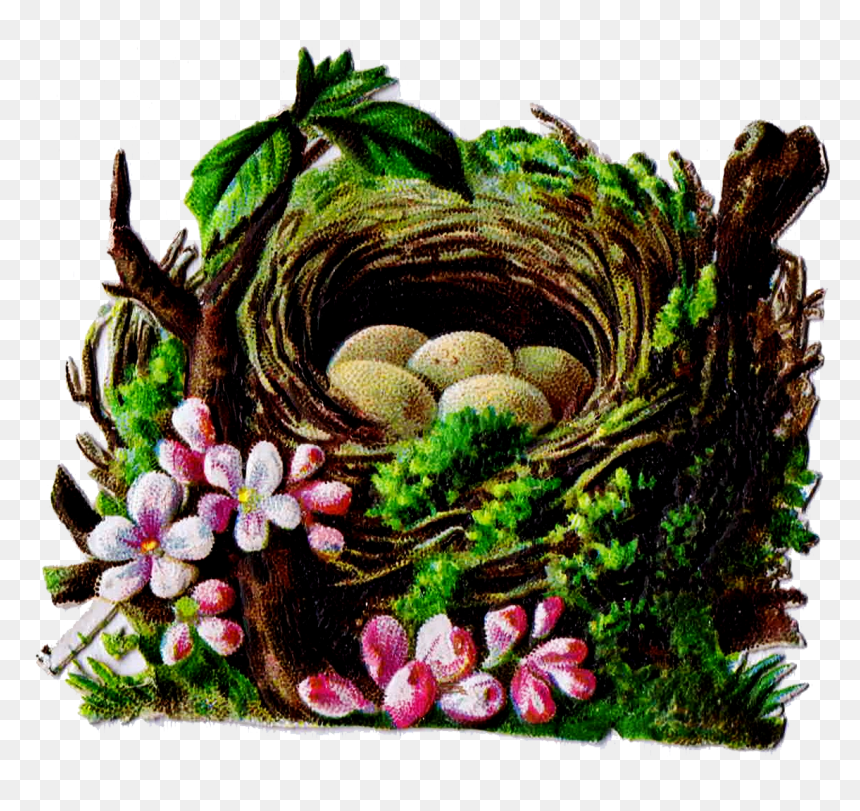 Bird"s Nest Clipart Vintage - Clip Art, HD Png Download - bird nest png