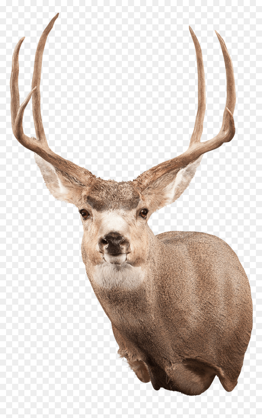 Mule Deer Shoulder Mount - Elk, HD Png Download - mule png