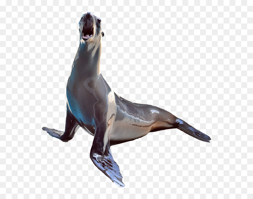 Sea Lion Cut Out, HD Png Download - sea lion png