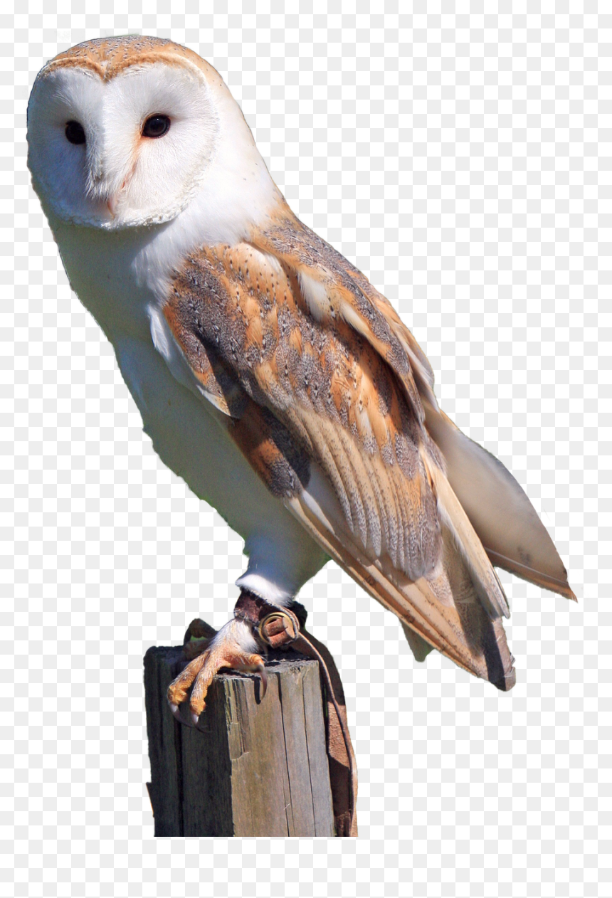 Barn Owl Transparent Background, HD Png Download - white birds png