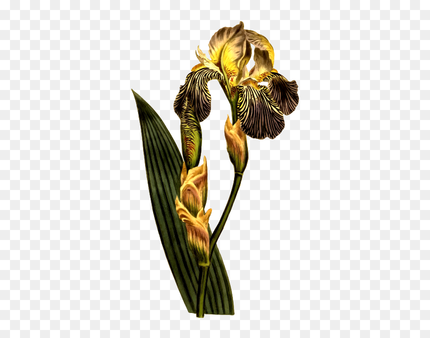 Brown Flowers Iris - Curtis's Botanical Magazine, HD Png Download - iris flower png