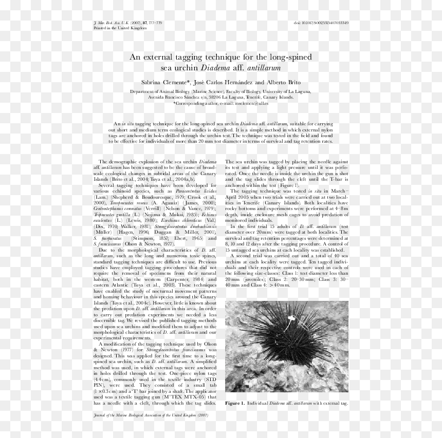Document, HD Png Download - sea urchin png