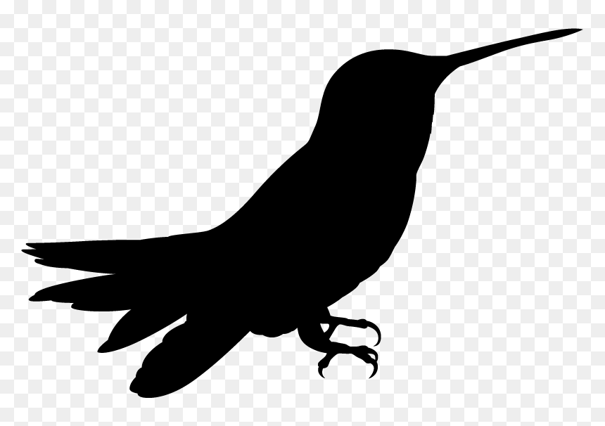 Hummingbird, HD Png Download - white birds png