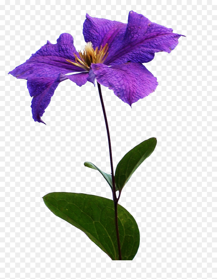 Clematis Flowers Png Background - Clematis Png, Transparent Png - iris flower png