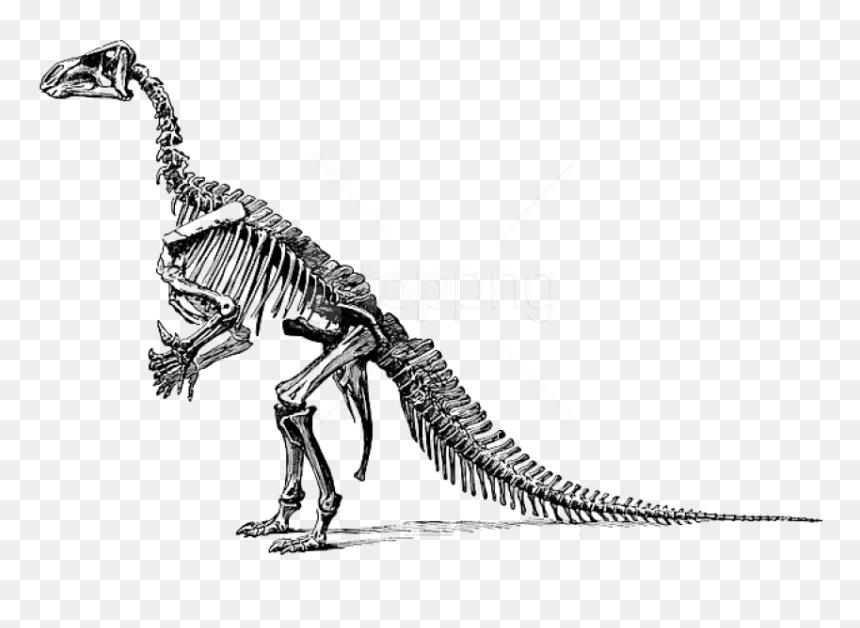 Free Png Download Tyrannosaurus Fossil Skeleton Png - Clipart Of Dinosaur Bones, Transparent Png - dinosaur bones png