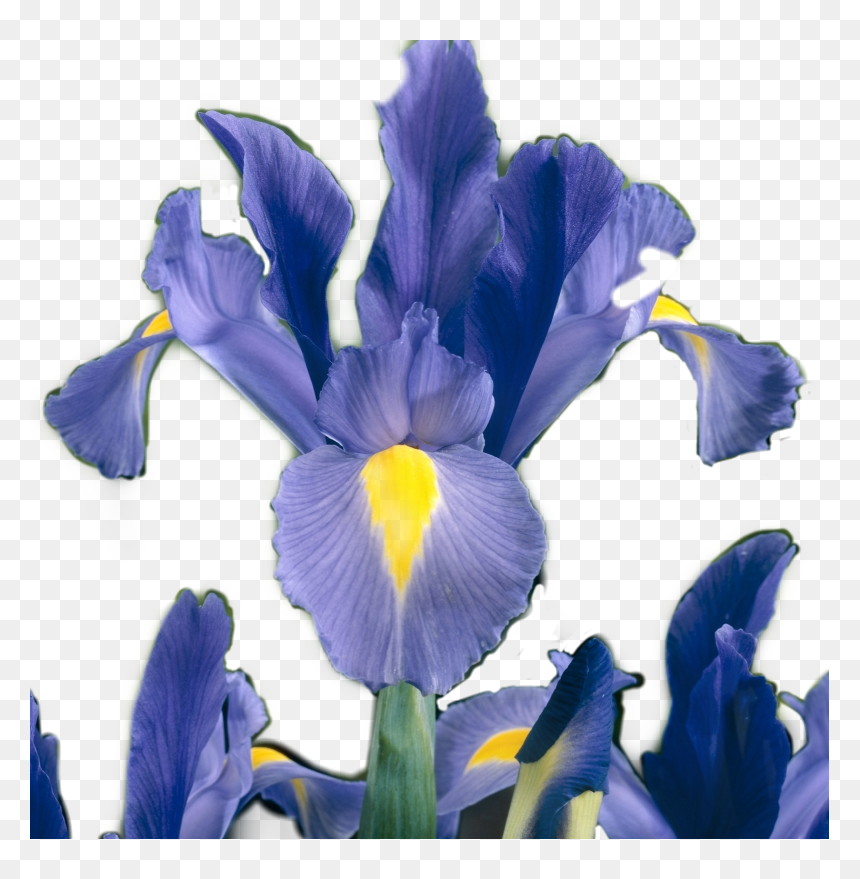 #iris #flower #sticker #irisflower #irisflowersticker - Iris Versicolor, HD Png Download - iris flower png