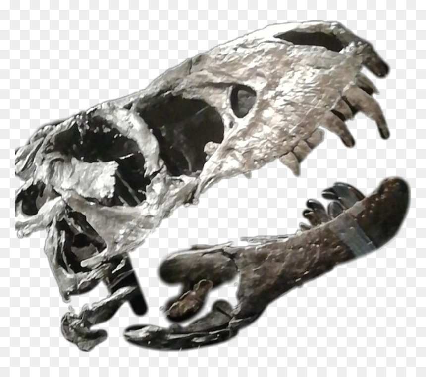 Dino Dinosaur Bones Dinobones Dinosaurbones - Anthropologist, HD Png Download - dinosaur bones png