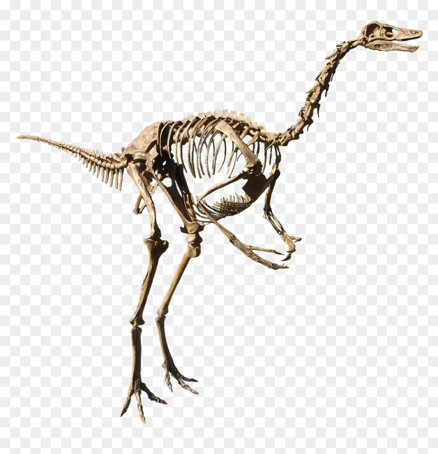 Dinosaur Bones Png, Transparent Png - dinosaur bones png