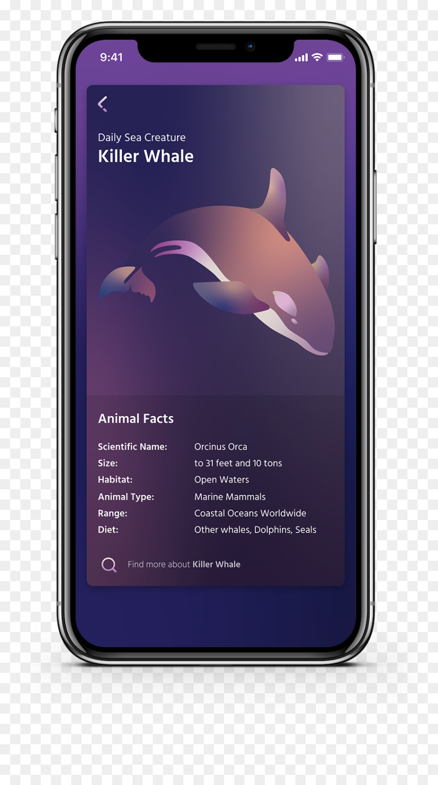 Iphone, HD Png Download - killer whale png
