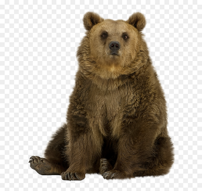 Brown Bear Png Pic - Bear Sitting Transparent Background, Png Download - brown bear png