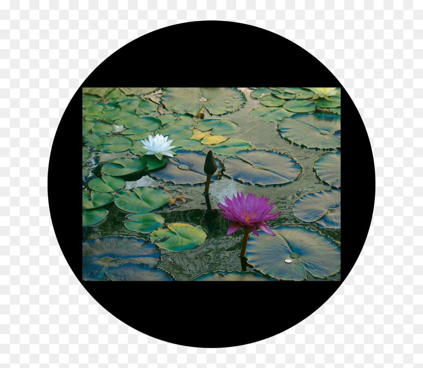 D - Antonakos - Lily Pad - Apollo Design Csds-8003 - Water Lily, HD Png Download - lilly pad png