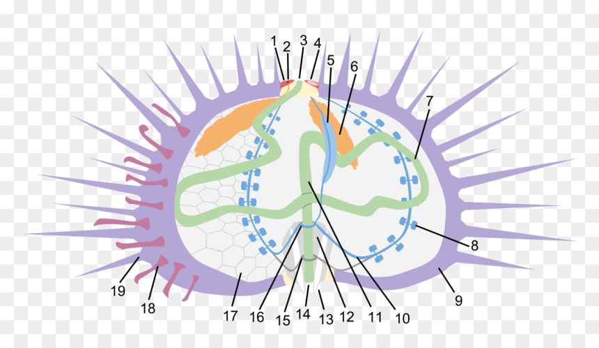 Map, HD Png Download - sea urchin png