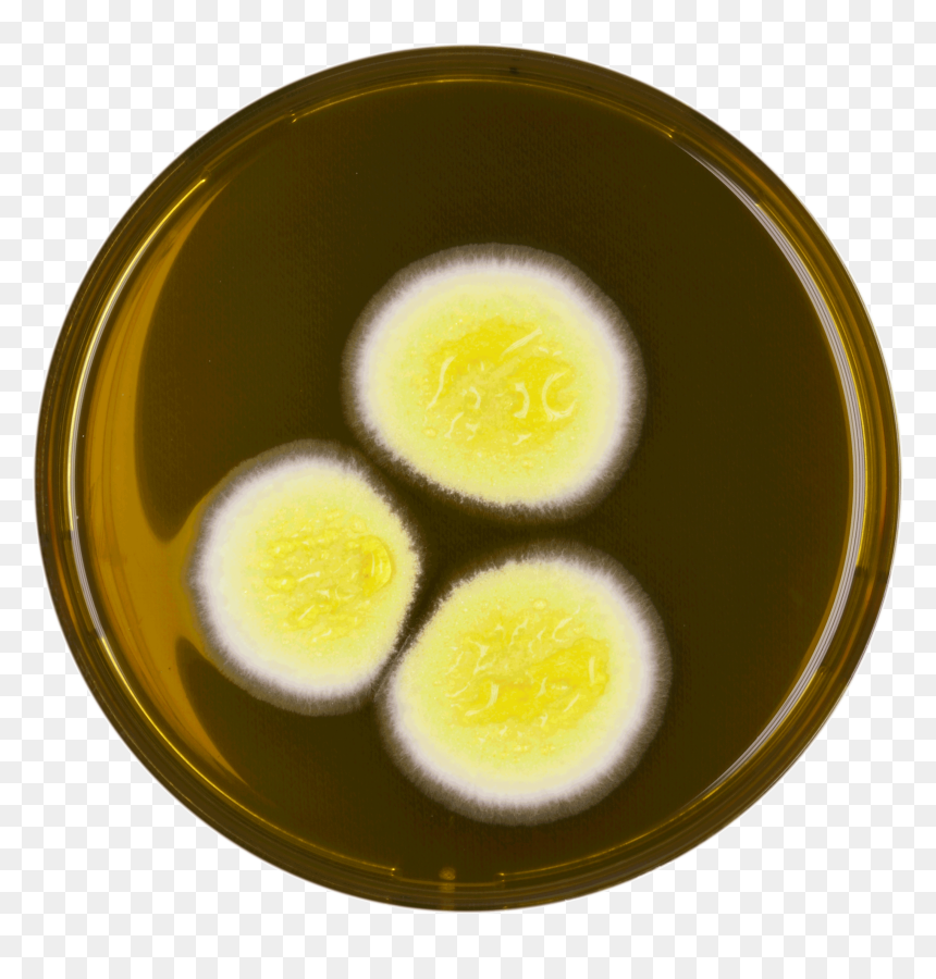Aspergillus Neoafricanus Meaox - Aspergillus Yellow White, HD Png Download - egg yolk png