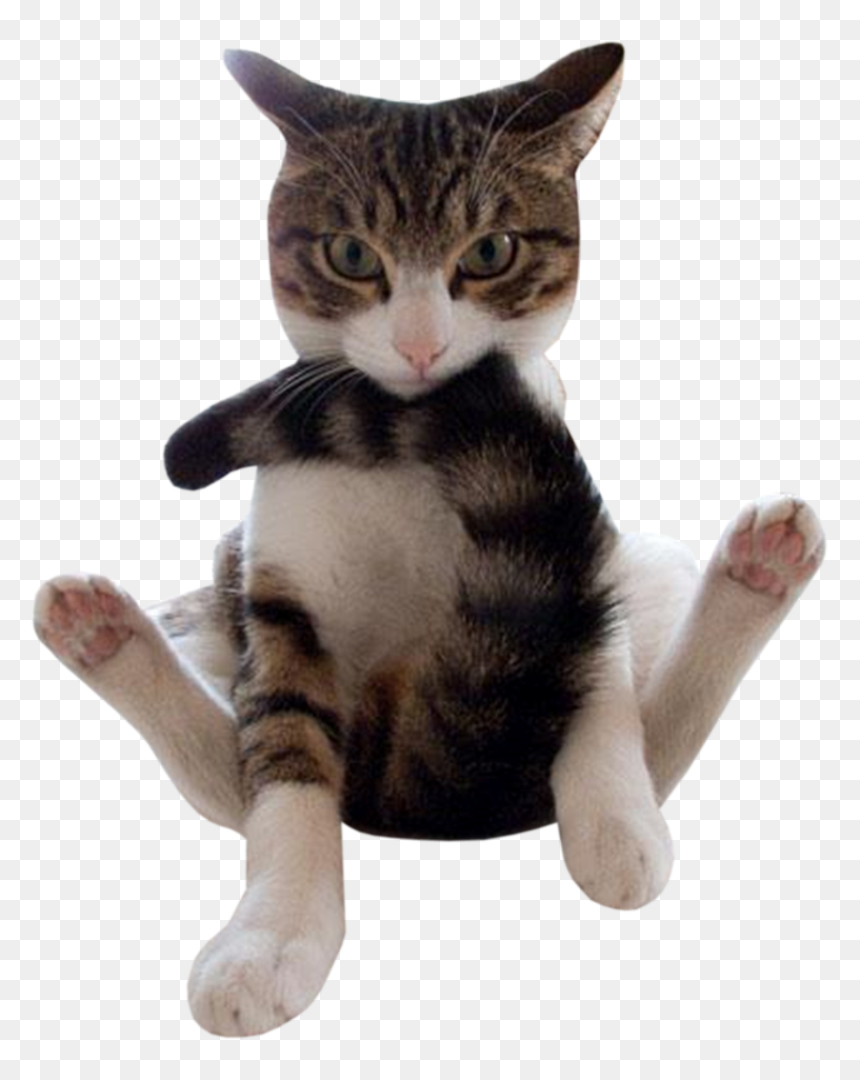 Thumb Image - Transparent Funny Cats Png, Png Download - funny cat png