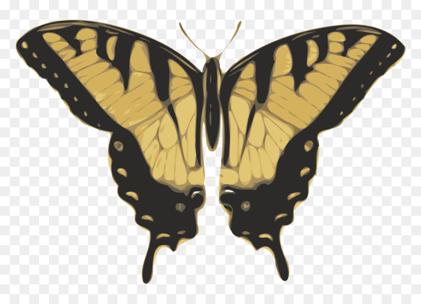 Free Vector Butterfly Top View Clip Art - Swallowtail Butterfly Monarch Tiger, HD Png Download - butterfly png clipart