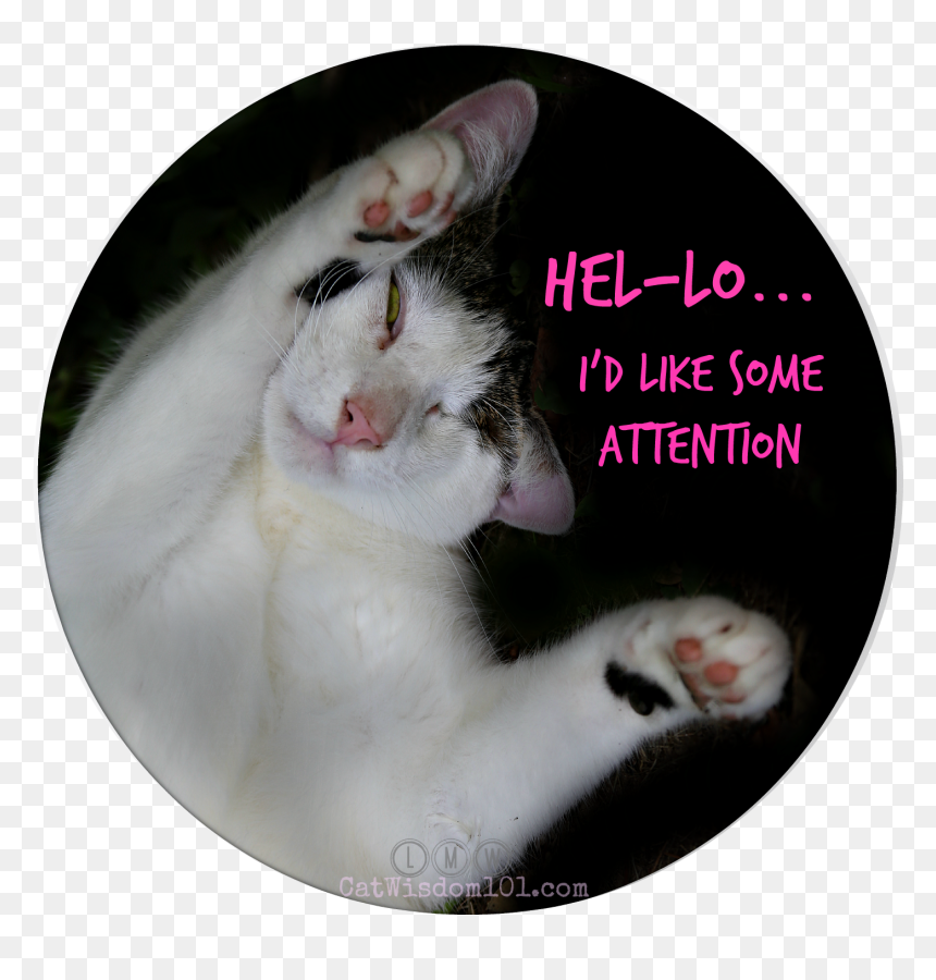 Odin Funny Cat Attention - Cat Yawns, HD Png Download - funny cat png
