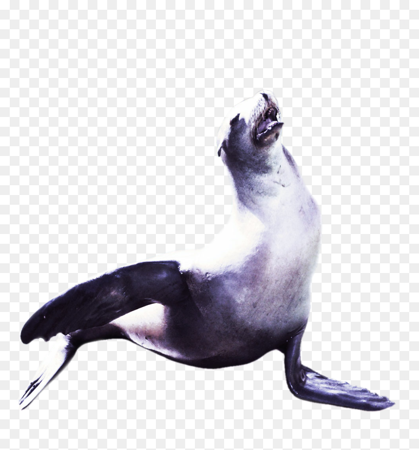 California Sea Lion, HD Png Download - sea lion png