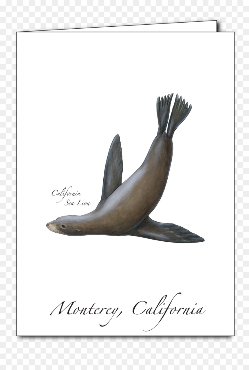 California Sea Lion, HD Png Download - sea lion png