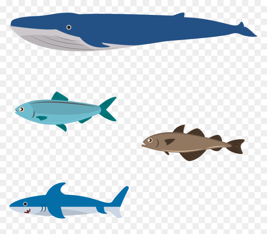 Flat Design Illustration - Flat Design Aquatic Animals, HD Png Download - whale clipart png