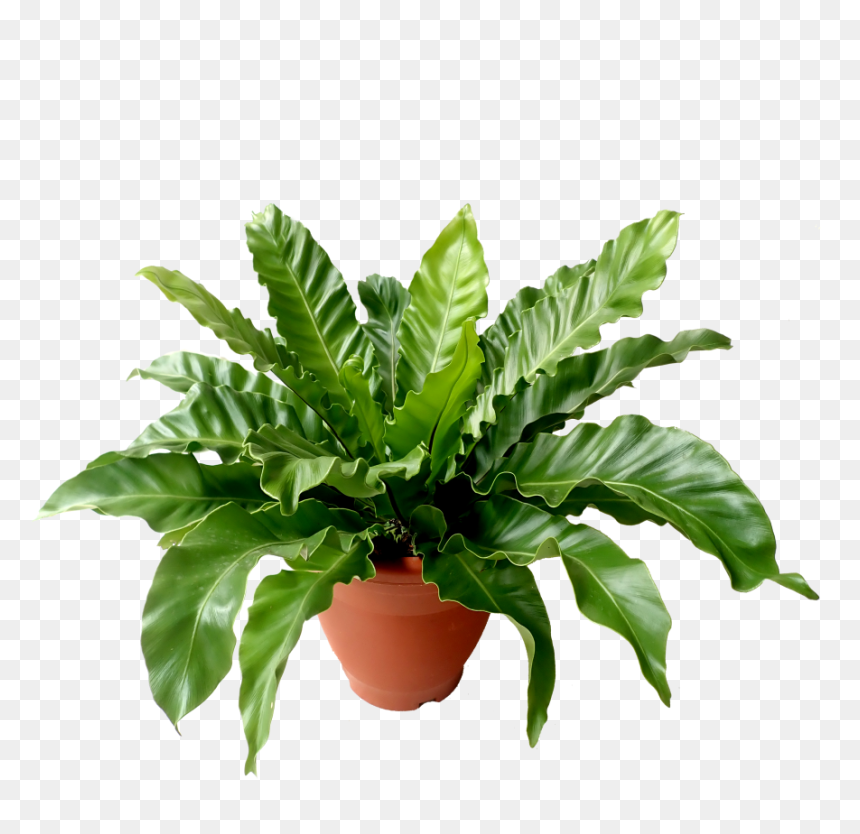 Bird's Nest Fern Png, Transparent Png - bird nest png