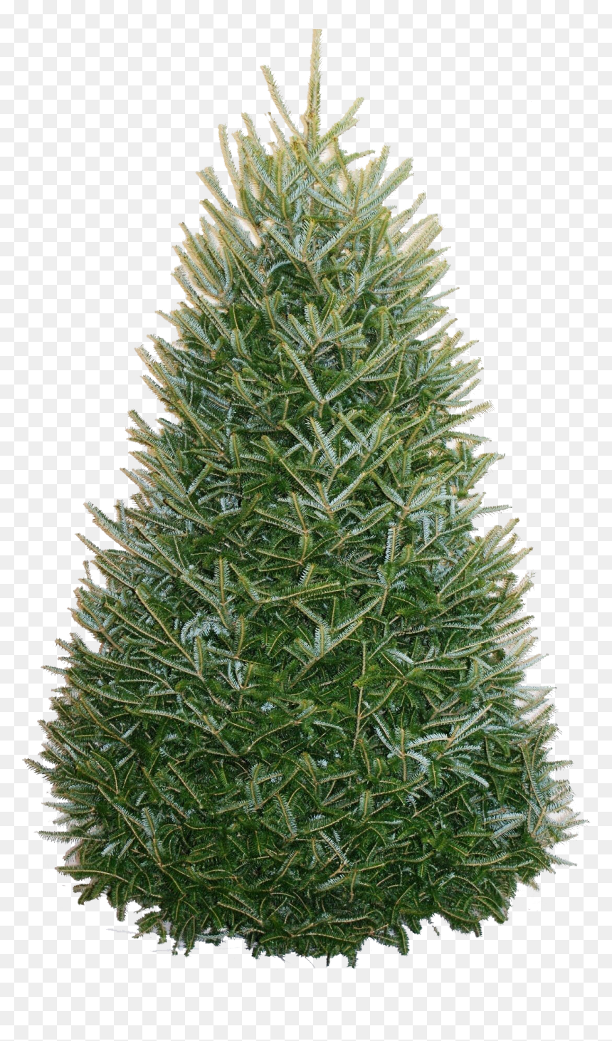 Transparent Tree From Above Png - 12 Foot Fraser Fir Christmas Tree, Png Download - tree from above png