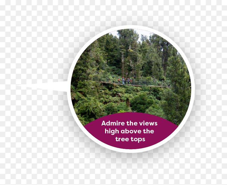 Admire The Views High Above The Tree Tops - Larch, HD Png Download - tree from above png