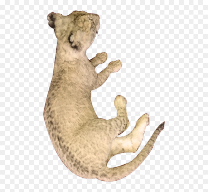 Baby Lion Full Mount Lying Down Bl - Punxsutawney Phil, HD Png Download - baby lion png