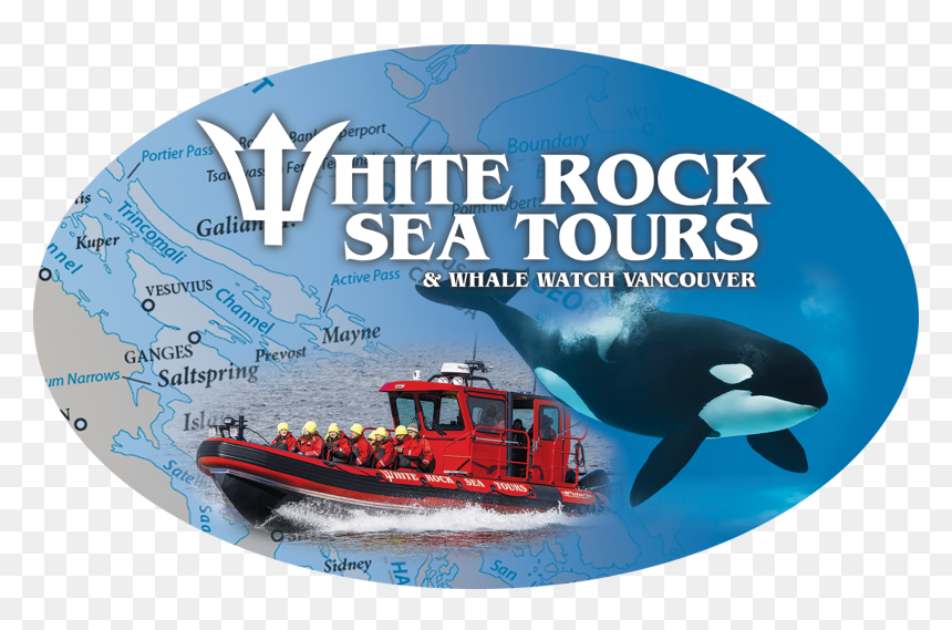 White Rock Sea Tours And Whale Watch Vancouver - Killer Whale, HD Png Download - killer whale png