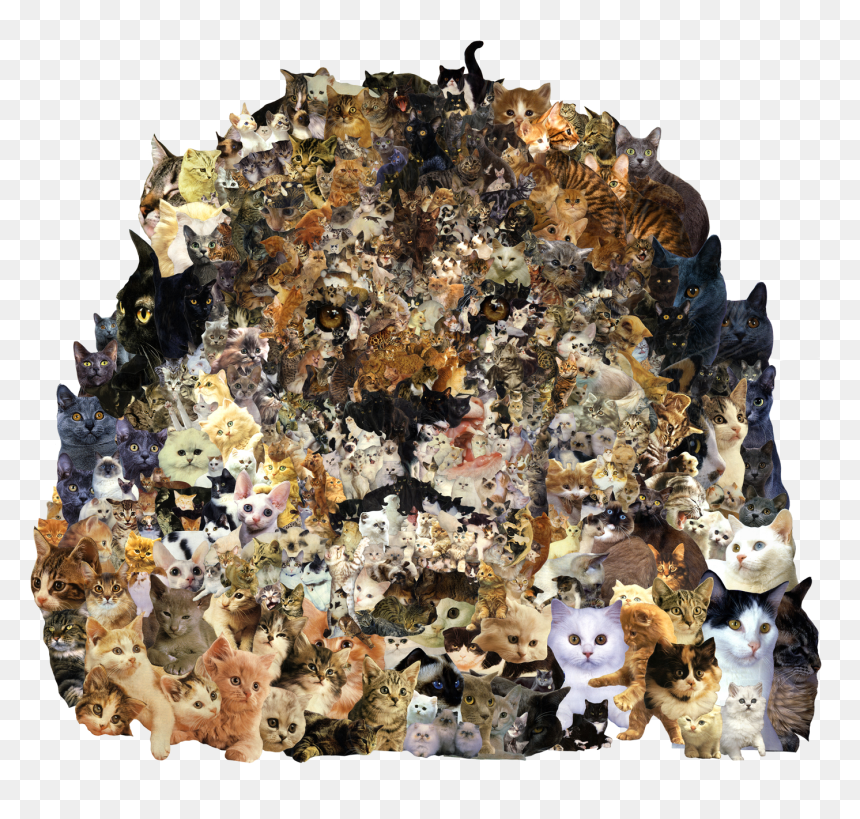 Funny Cat Picture Collage , Png Download - Jigsaw Puzzle, Transparent Png - funny cat png