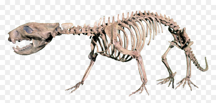 Hell Creek Formation Mammal, HD Png Download - dinosaur bones png