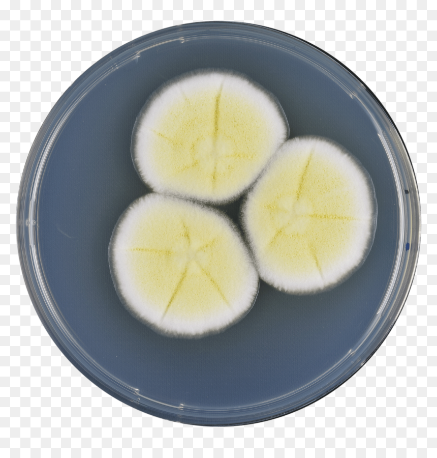 Aspergillus Pseudoterreus Cya - Boiled Egg, HD Png Download - egg yolk png