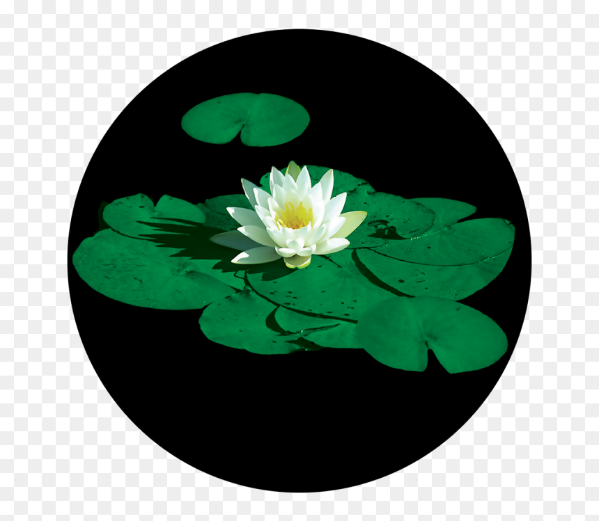 Transparent Lily Pad Clipart - Lily Pad Flower, HD Png Download - lilly pad png