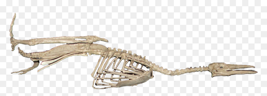 Skeleton, HD Png Download - dinosaur bones png