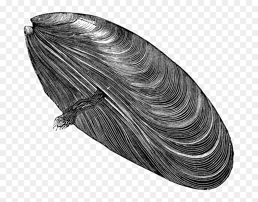 Download Mussel Png Free Download - Mussel Clipart Black And White, Transparent Png - zeppelin png