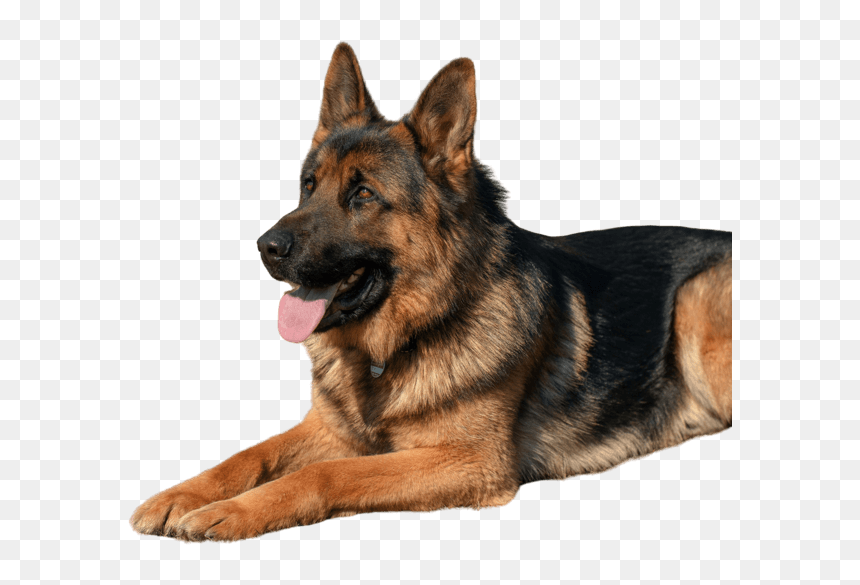 German Shepherd Dog, HD Png Download - cute animals png