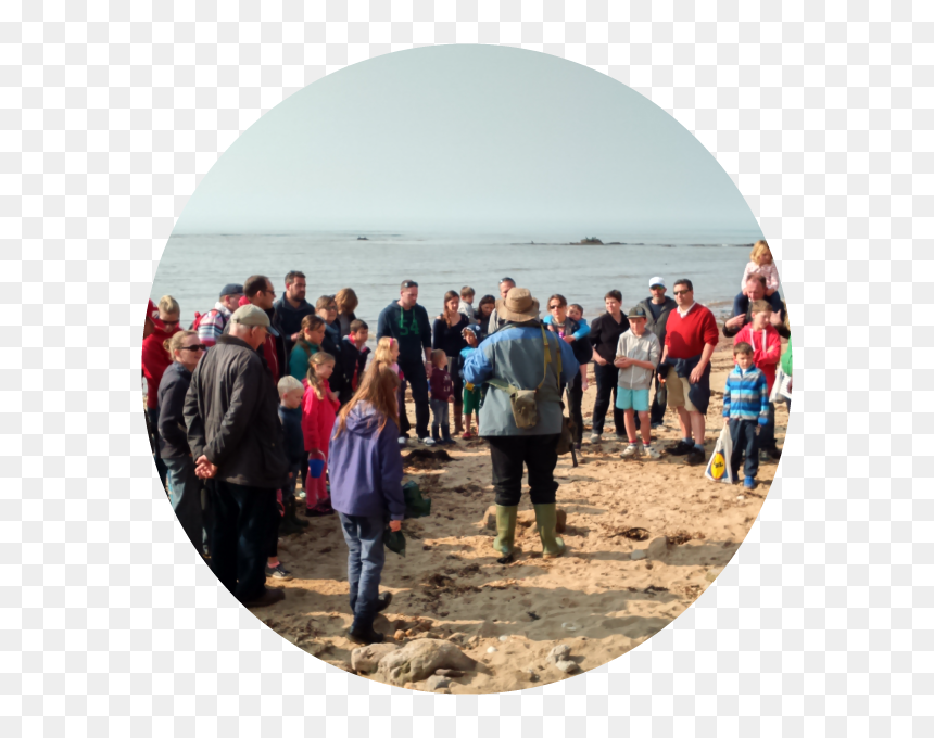 Beach, HD Png Download - dinosaur bones png