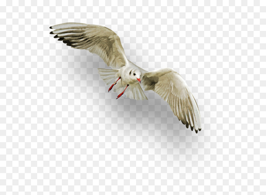 [​img] - Barn Owl, HD Png Download - cute animals png