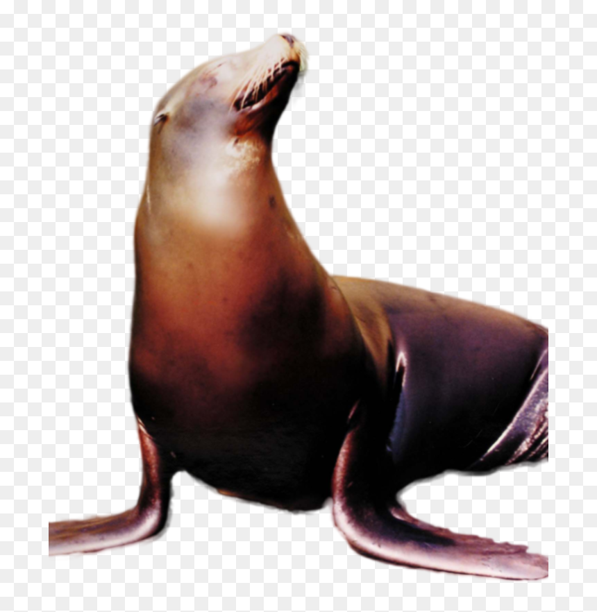Hungry Shark Fanon Wiki - California Sea Lion, HD Png Download - sea lion png