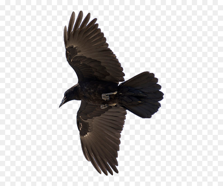 American Crow Common Raven Bird Flight, HD Png Download - flying crow png