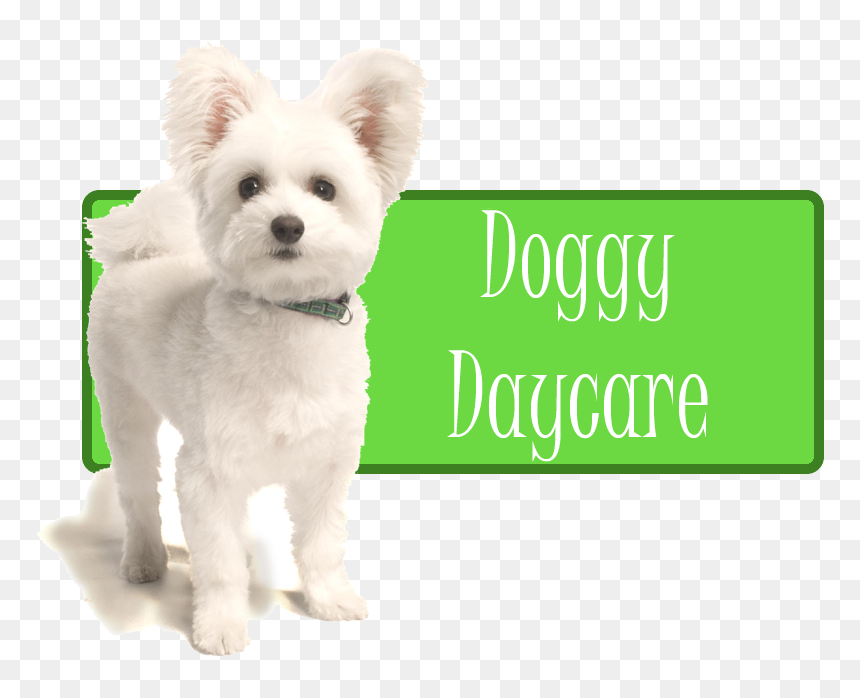 Daycare - Companion Dog, HD Png Download - daycare png