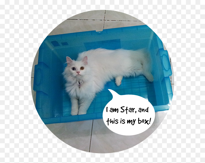 20131120 201534a - Turkish Angora, HD Png Download - funny cat png