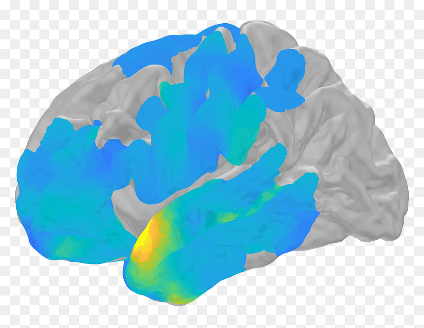 Nih Scientists Showed How Electrical Brain Waves, Called - Neural Oscillation, HD Png Download - ripples png