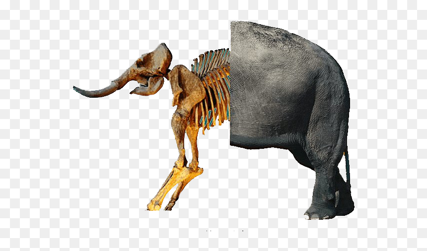 Dinosaur Bones Fossils Png Download Image - Elephant With White Background, Transparent Png - dinosaur bones png