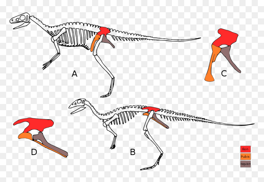 Dinosaur Definition, HD Png Download - dinosaur bones png